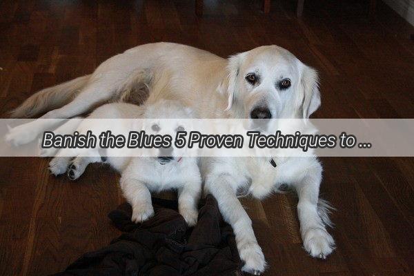 Banish the Blues 5 Proven Techniques to Erase Your Dogs Tear Stains for Good